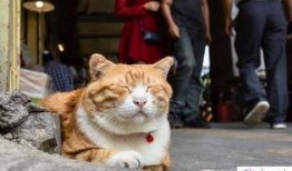 网红吃瓜猫,揭秘娱乐圈幕后故事